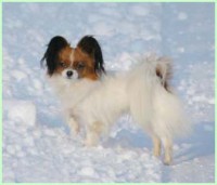 /album/fotogaleria/esinka-jpg/