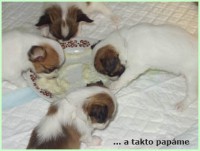 /album/fotogaleria/papame-4t-jpg/