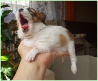 /album/fotogaleria/bellaaaa-jpg/