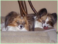 /album/fotogaleria/kali-a-bubo1-jpg/