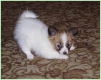 /album/fotogaleria/pod-sa-hrat-jpg/