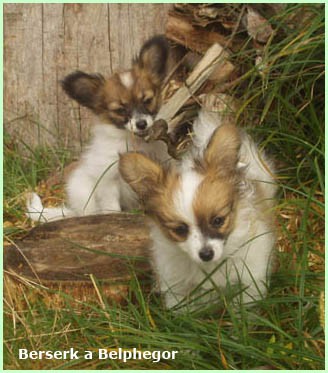 Berserk (Bubo) a Belphegor (Kuko)