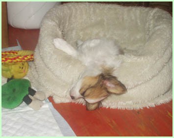 Belphegor-netopier :)